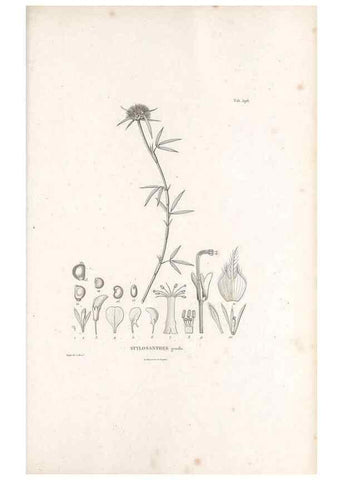 Reproducción/Reproduction 49521268323: Nova genera et species plantarum :. Antverpiae :Ex officina Christophori Plantini ...,1576.. 