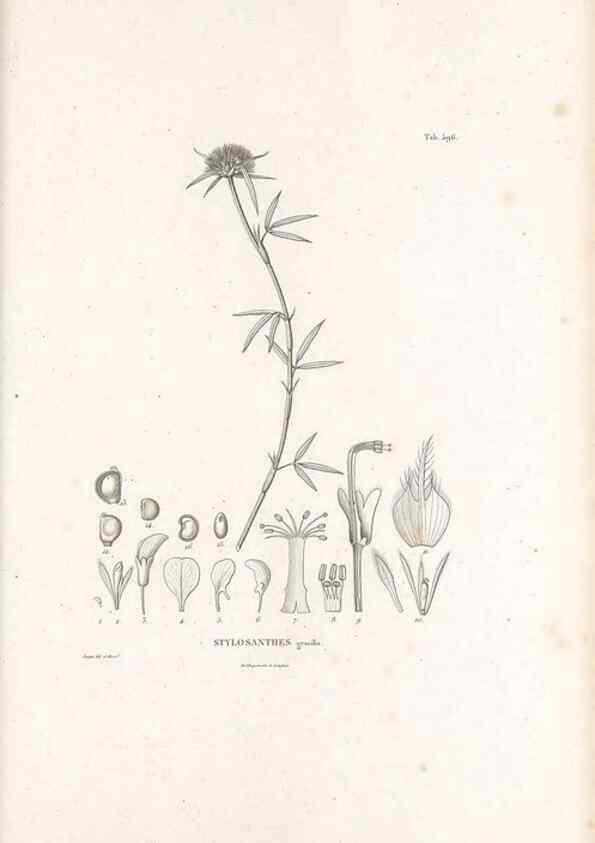 Reproducción/Reproduction 49521268323: Nova genera et species plantarum :. Antverpiae :Ex officina Christophori Plantini ...,1576.. 