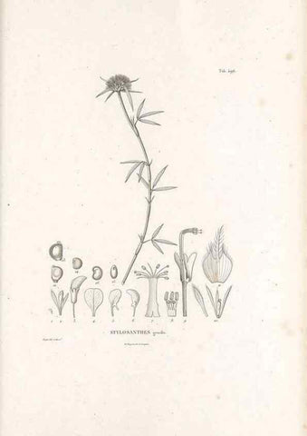 Reproducción/Reproduction 49521268323: Nova genera et species plantarum :. Antverpiae :Ex officina Christophori Plantini ...,1576.. 