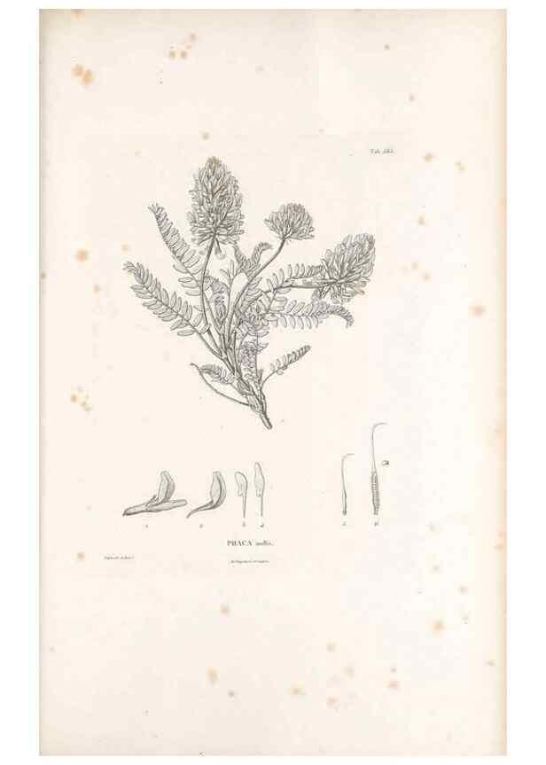 Reproducción/Reproduction 49521789146: Nova genera et species plantarum :. Antverpiae :Ex officina Christophori Plantini ...,1576.. 