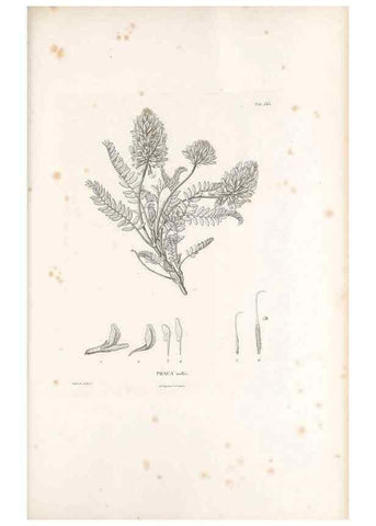 Reproducción/Reproduction 49521789146: Nova genera et species plantarum :. Antverpiae :Ex officina Christophori Plantini ...,1576.. 
