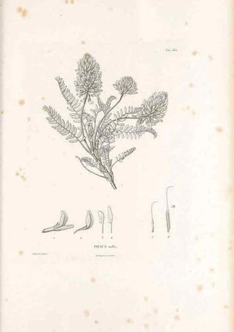 Reproducción/Reproduction 49521789146: Nova genera et species plantarum :. Antverpiae :Ex officina Christophori Plantini ...,1576.. 