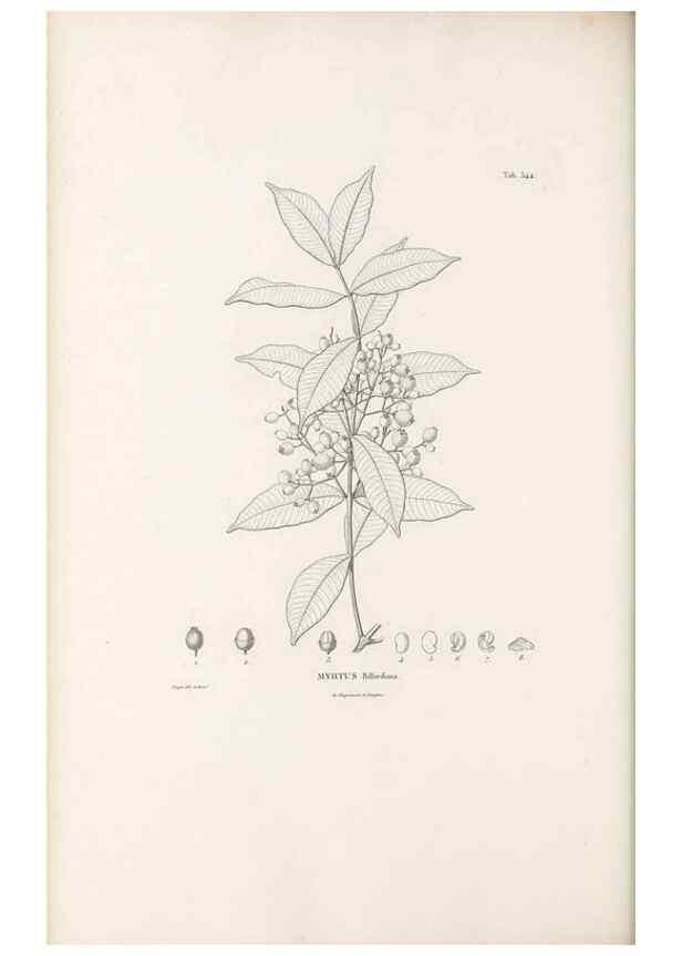Reproducción/Reproduction 49521985602: Nova genera et species plantarum :. Antverpiae :Ex officina Christophori Plantini ...,1576.. 