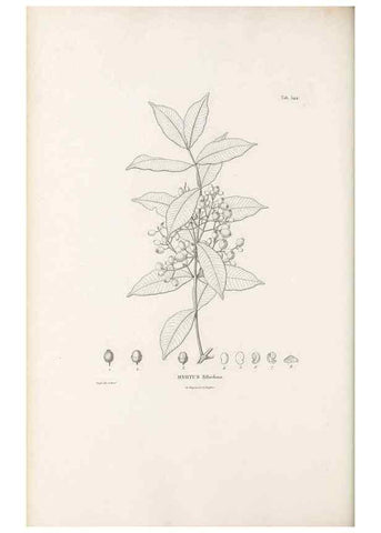 Reproducción/Reproduction 49521985602: Nova genera et species plantarum :. Antverpiae :Ex officina Christophori Plantini ...,1576.. 