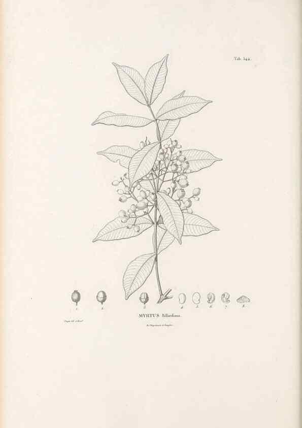 Reproducción/Reproduction 49521985602: Nova genera et species plantarum :. Antverpiae :Ex officina Christophori Plantini ...,1576.. 