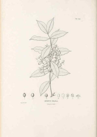 Reproducción/Reproduction 49521985602: Nova genera et species plantarum :. Antverpiae :Ex officina Christophori Plantini ...,1576.. 