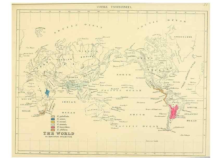 Reproducción/Reproduction 49522108638: A monograph of the Hirundinidae or family of swallows. London :Henry Sotheran & Co.,1885-1894.. 