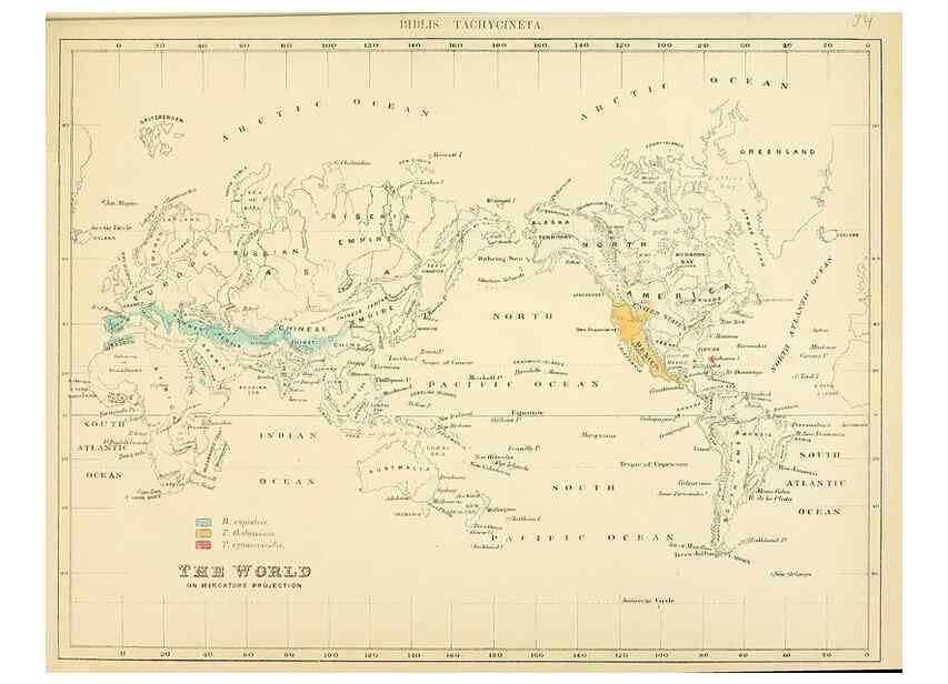 Reproducción/Reproduction 49522846412: A monograph of the Hirundinidae or family of swallows. London :Henry Sotheran & Co.,1885-1894.. 