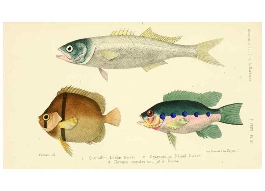 Reproducción/Reproduction 49522969871: Faune de la Sénégambie. Paris :O. Doin,1883-1887.. 