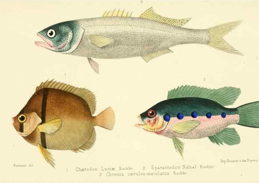 Reproducción/Reproduction 49522969871: Faune de la Sénégambie. Paris :O. Doin,1883-1887.. 