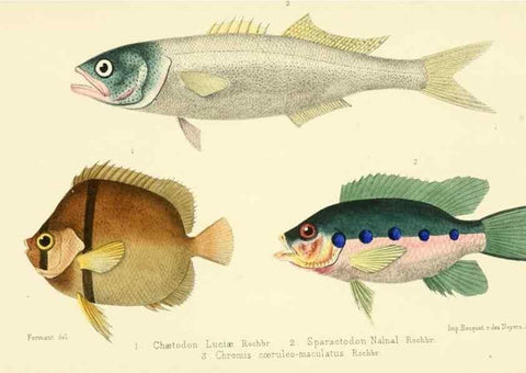Reproducción/Reproduction 49522969871: Faune de la Sénégambie. Paris :O. Doin,1883-1887.. 