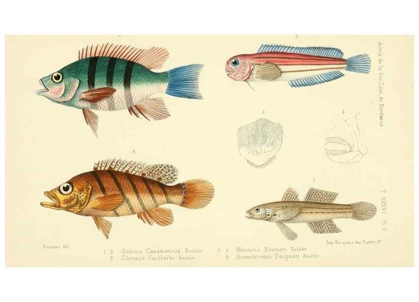 Reproducción/Reproduction 49523188302: Faune de la Sénégambie. Paris :O. Doin,1883-1887.. 