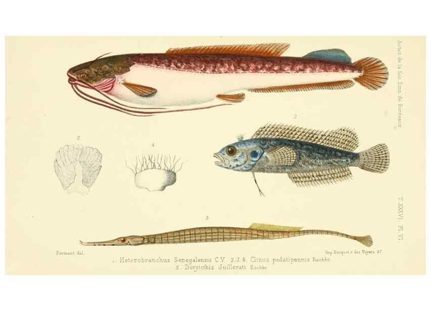 Reproducción/Reproduction 49523188612: Faune de la Sénégambie. Paris :O. Doin,1883-1887.. 
