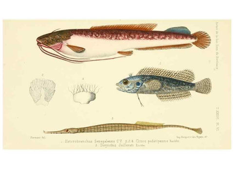 Reproducción/Reproduction 49523188612: Faune de la Sénégambie. Paris :O. Doin,1883-1887.. 