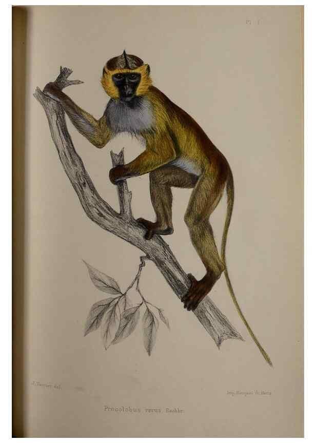 Reproducción/Reproduction 49524876658: Faune de la Sénégambie. Paris :O. Doin,1883-1887.. 