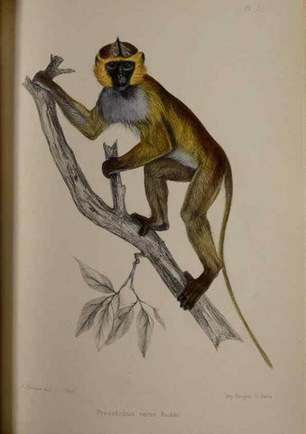 Reproducción/Reproduction 49524876658: Faune de la Sénégambie. Paris :O. Doin,1883-1887.. 