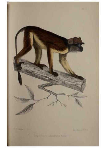 Reproducción/Reproduction 49525611672: Faune de la Sénégambie. Paris :O. Doin,1883-1887.. 