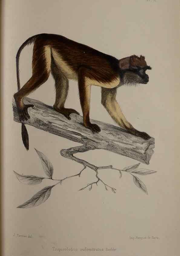 Reproducción/Reproduction 49525611672: Faune de la Sénégambie. Paris :O. Doin,1883-1887.. 