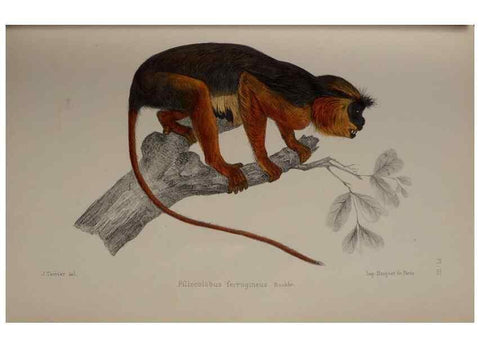 Reproducción/Reproduction 49525389026: Faune de la Sénégambie. Paris :O. Doin,1883-1887.. 