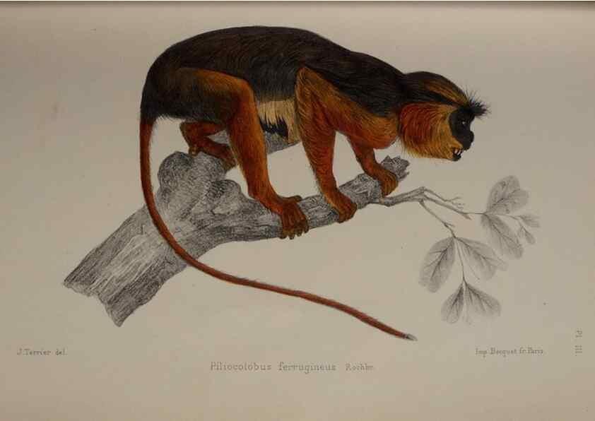 Reproducción/Reproduction 49525389026: Faune de la Sénégambie. Paris :O. Doin,1883-1887.. 