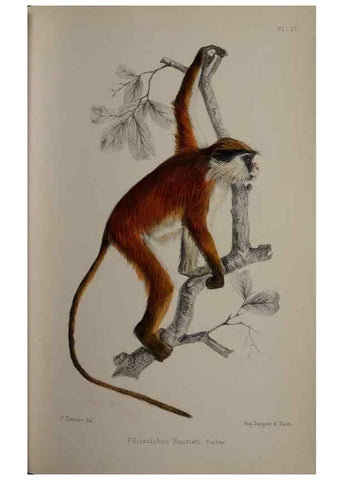Reproducción/Reproduction 49524877568: Faune de la Sénégambie. Paris :O. Doin,1883-1887.. 