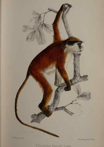 Reproducción/Reproduction 49524877568: Faune de la Sénégambie. Paris :O. Doin,1883-1887.. 