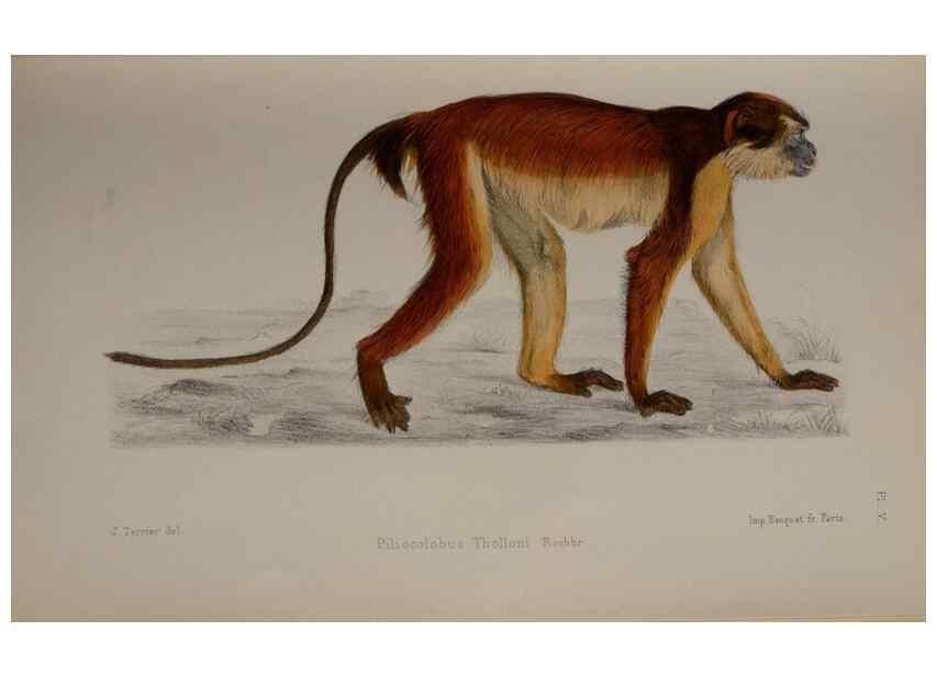 Reproducción/Reproduction 49525612782: Faune de la Sénégambie. Paris :O. Doin,1883-1887.. 