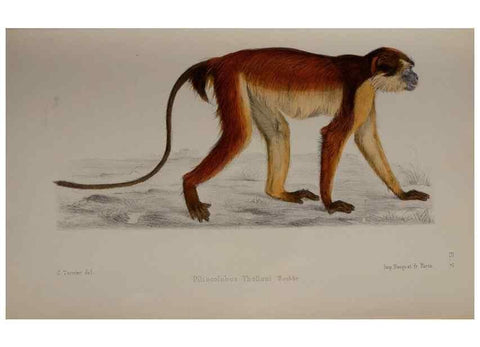 Reproducción/Reproduction 49525612782: Faune de la Sénégambie. Paris :O. Doin,1883-1887.. 