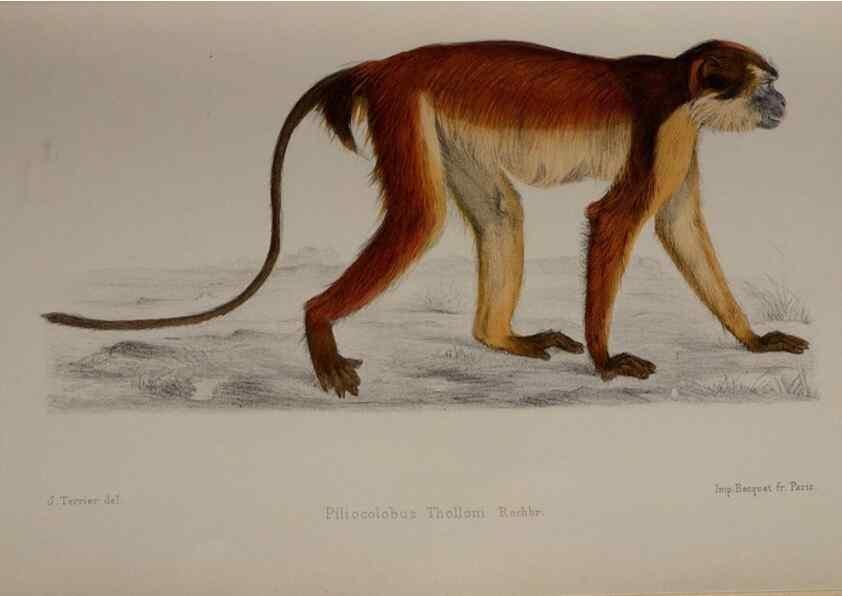 Reproducción/Reproduction 49525612782: Faune de la Sénégambie. Paris :O. Doin,1883-1887.. 