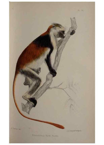 Reproducción/Reproduction 49525613087: Faune de la Sénégambie. Paris :O. Doin,1883-1887.. 
