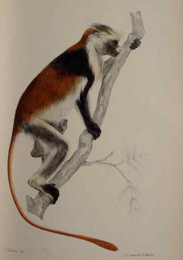 Reproducción/Reproduction 49525613087: Faune de la Sénégambie. Paris :O. Doin,1883-1887.. 
