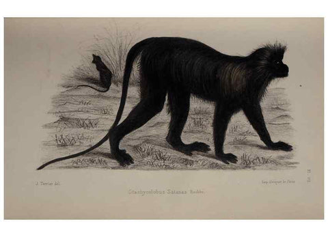 Reproducción/Reproduction 49525613377: Faune de la Sénégambie. Paris :O. Doin,1883-1887.. 