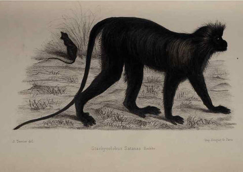 Reproducción/Reproduction 49525613377: Faune de la Sénégambie. Paris :O. Doin,1883-1887.. 