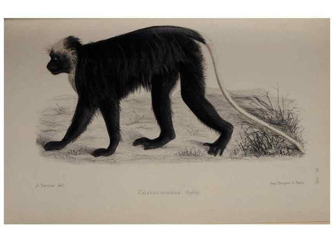 Reproducción/Reproduction 49525390761: Faune de la Sénégambie. Paris :O. Doin,1883-1887.. 