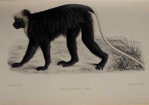 Reproducción/Reproduction 49525390761: Faune de la Sénégambie. Paris :O. Doin,1883-1887.. 