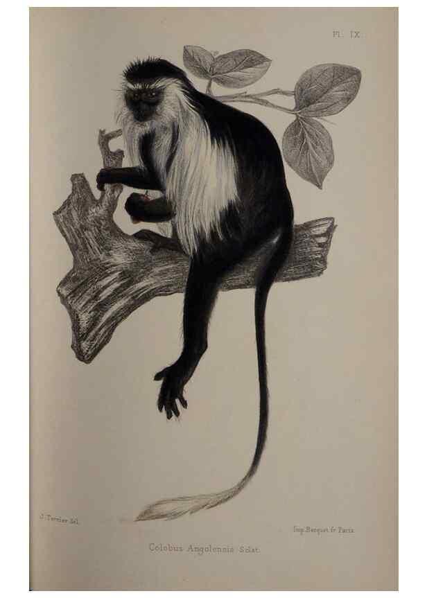 Reproducción/Reproduction 49525614042: Faune de la Sénégambie. Paris :O. Doin,1883-1887.. 
