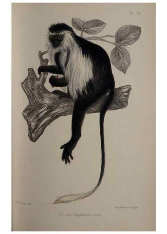 Reproducción/Reproduction 49525614042: Faune de la Sénégambie. Paris :O. Doin,1883-1887.. 