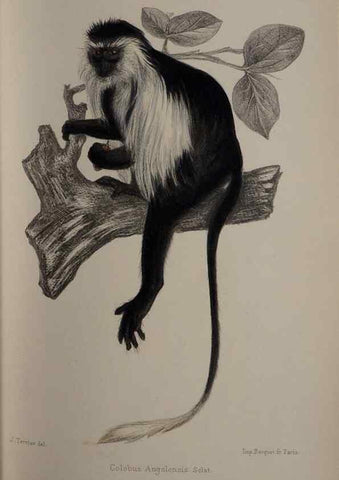 Reproducción/Reproduction 49525614042: Faune de la Sénégambie. Paris :O. Doin,1883-1887.. 