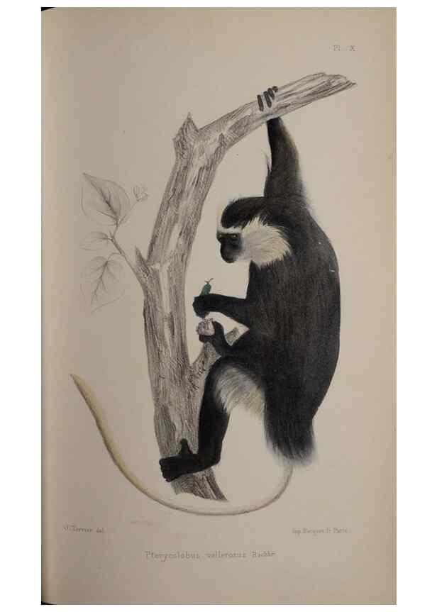 Reproducción/Reproduction 49525391336: Faune de la Sénégambie. Paris :O. Doin,1883-1887.. 