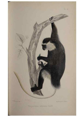 Reproducción/Reproduction 49525391336: Faune de la Sénégambie. Paris :O. Doin,1883-1887.. 