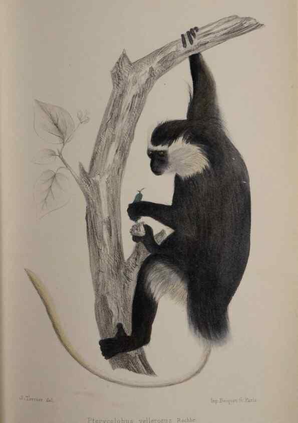 Reproducción/Reproduction 49525391336: Faune de la Sénégambie. Paris :O. Doin,1883-1887.. 