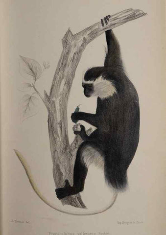 Reproducción/Reproduction 49525391336: Faune de la Sénégambie. Paris :O. Doin,1883-1887.. 