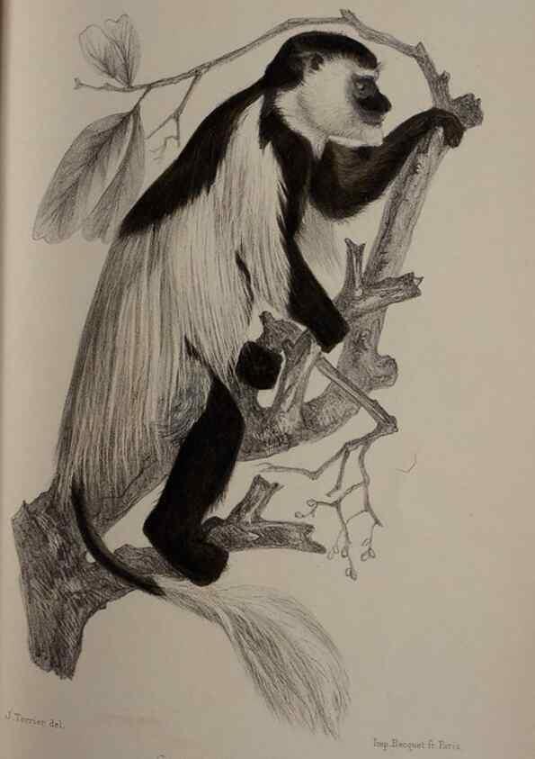 Reproducción/Reproduction 49524879878: Faune de la Sénégambie. Paris :O. Doin,1883-1887.. 
