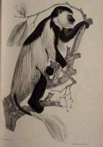 Reproducción/Reproduction 49524879878: Faune de la Sénégambie. Paris :O. Doin,1883-1887.. 