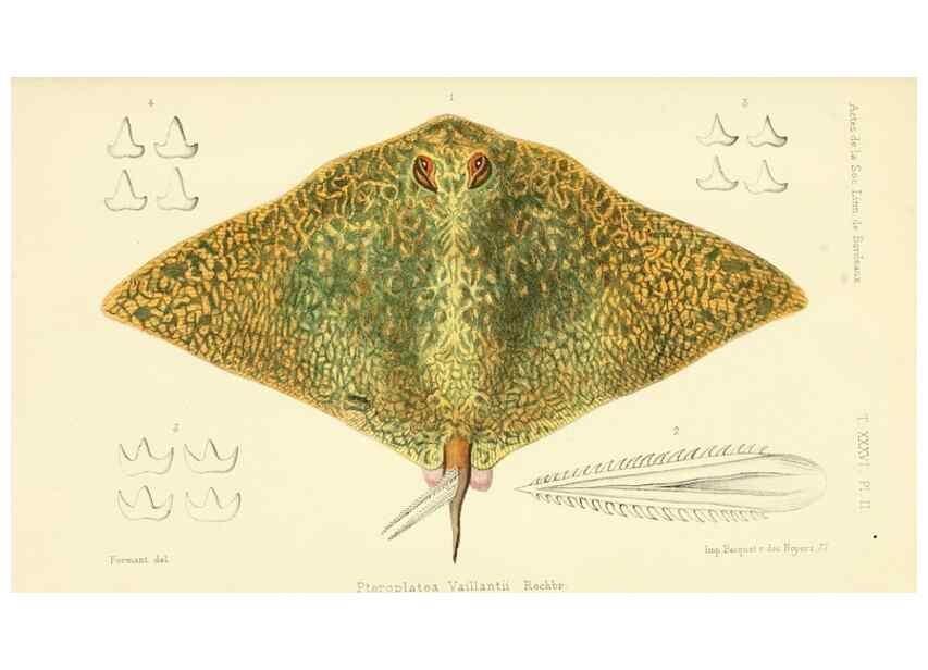 Reproducción/Reproduction 49523187432: Faune de la Sénégambie. Paris :O. Doin,1883-1887.. 