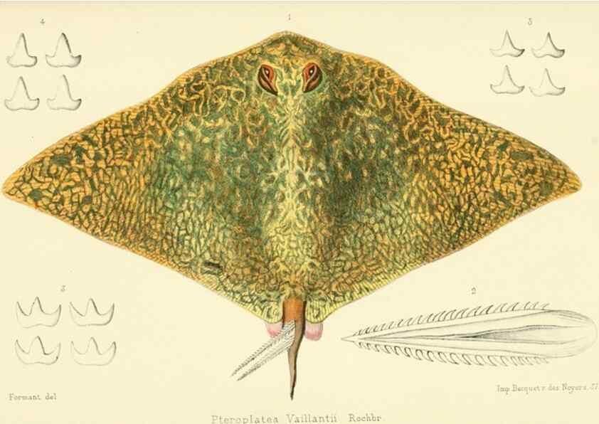Reproducción/Reproduction 49523187432: Faune de la Sénégambie. Paris :O. Doin,1883-1887.. 