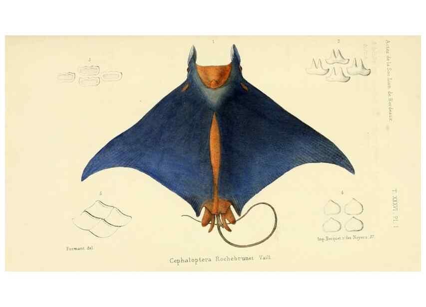 Reproducción/Reproduction 49522969081: Faune de la Sénégambie. Paris :O. Doin,1883-1887.. 