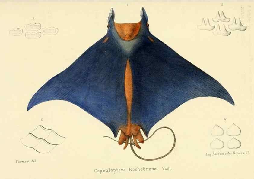 Reproducción/Reproduction 49522969081: Faune de la Sénégambie. Paris :O. Doin,1883-1887.. 