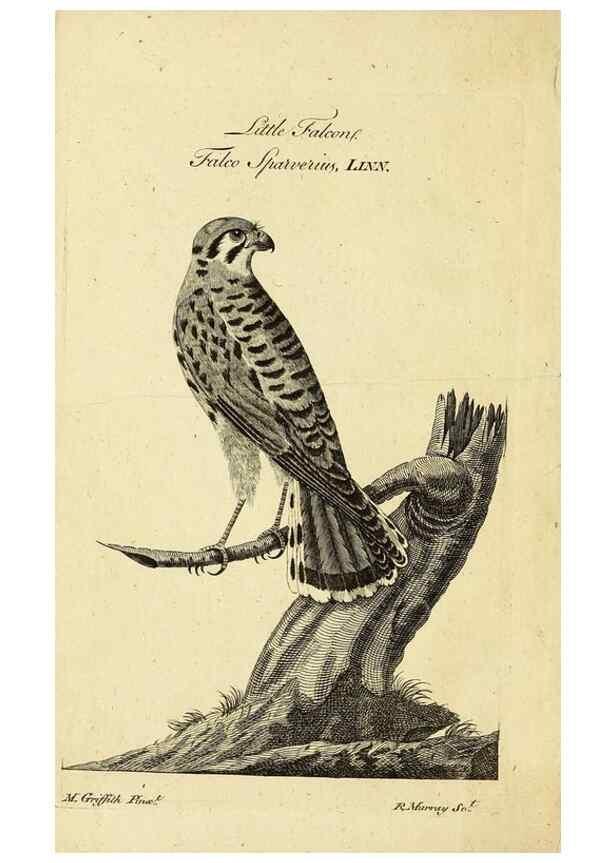 Reproducción/Reproduction 49522362123: A catalogue of the animals of North America :. London :Sold by B. White ...,1771.. 