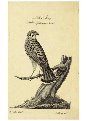 Reproducción/Reproduction 49522362123: A catalogue of the animals of North America :. London :Sold by B. White ...,1771.. 